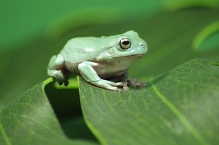 White's Tree Frog