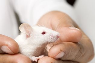 White mouse in hand