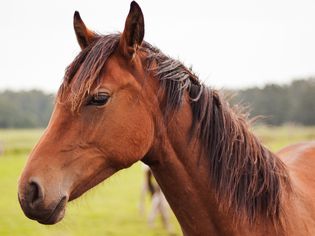 horse up close