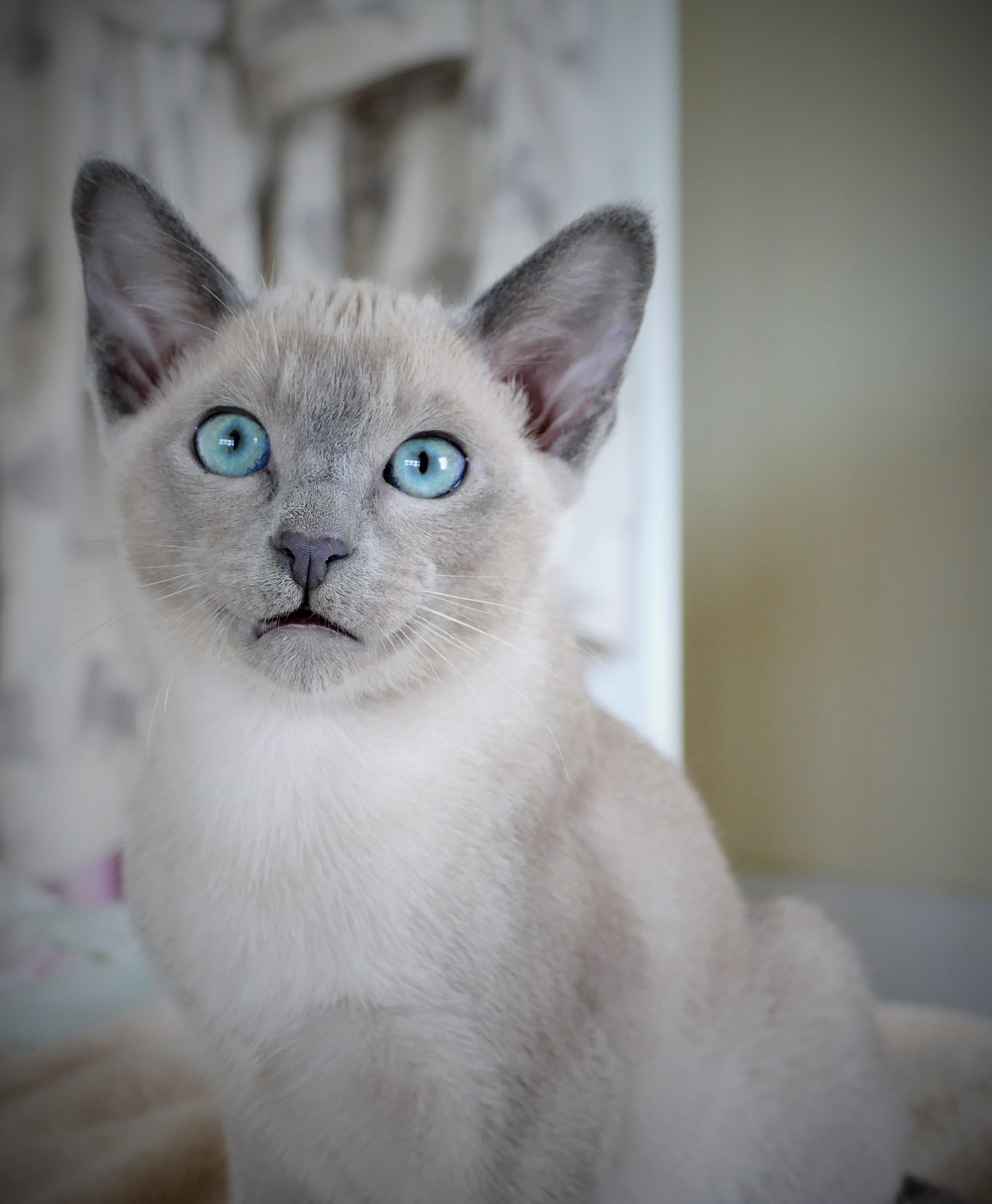 gray and white tonkinese cat