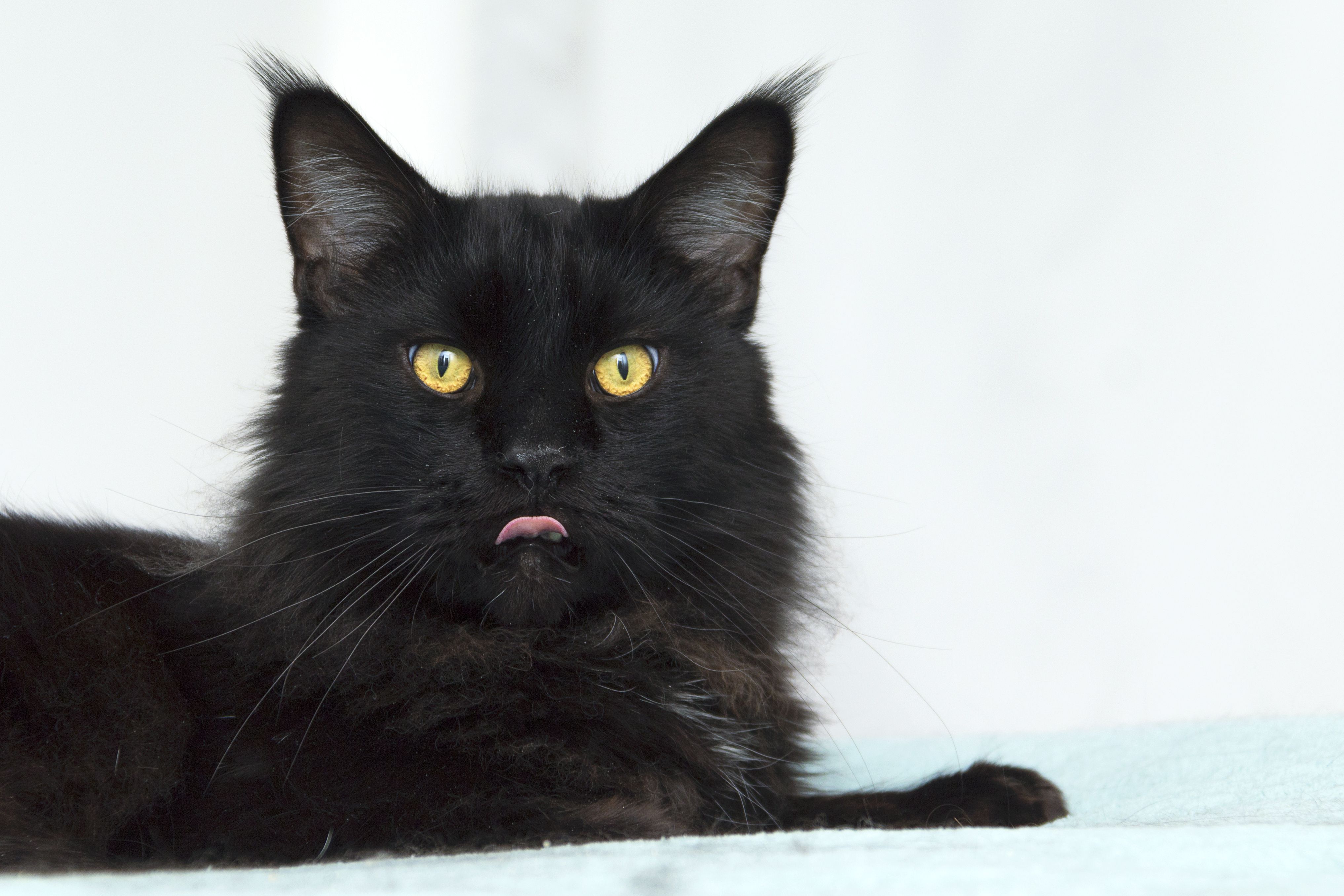 black maine coon cat sticking tongue out