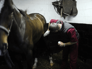 A vet checks a problem with a horses stifle.