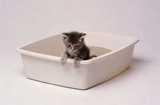 Grey tabby kitten in a litter box with white background