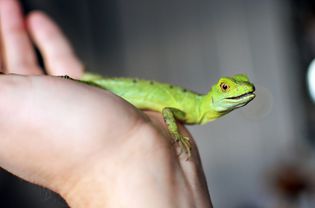 small iguana on a person's hand