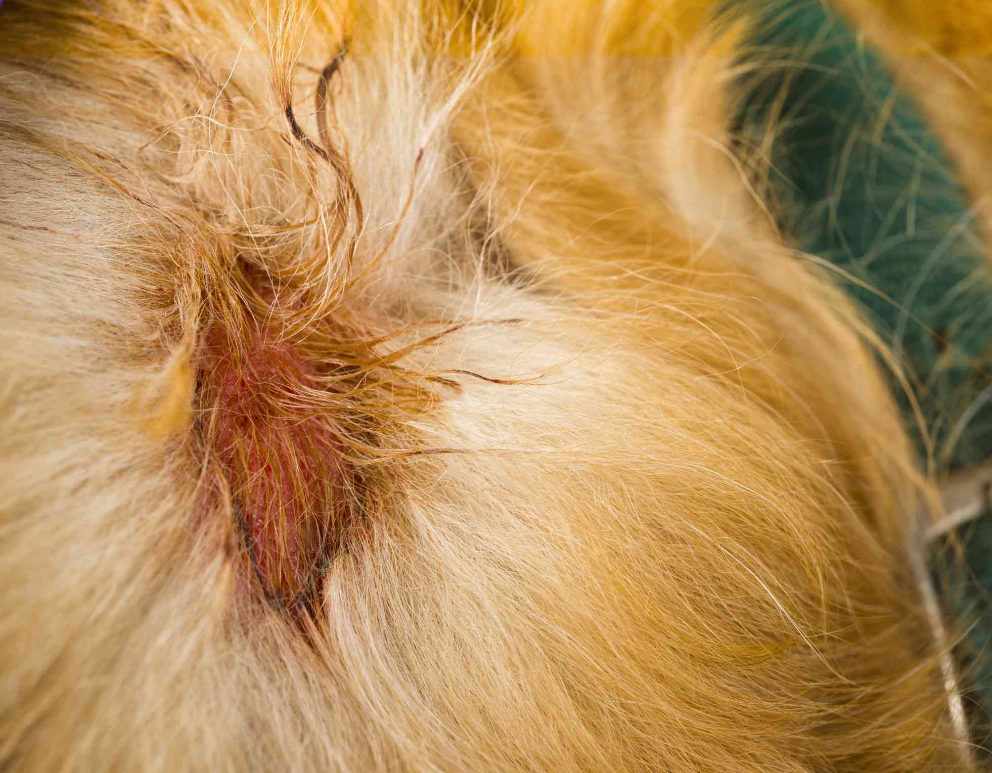 Moist Eczema on dogs shoulder, aka Hot Spot