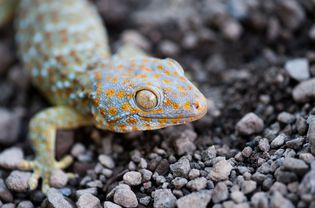 A close up of a Tokay Gecko