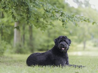 弗兰德斯Bouvier des flandres