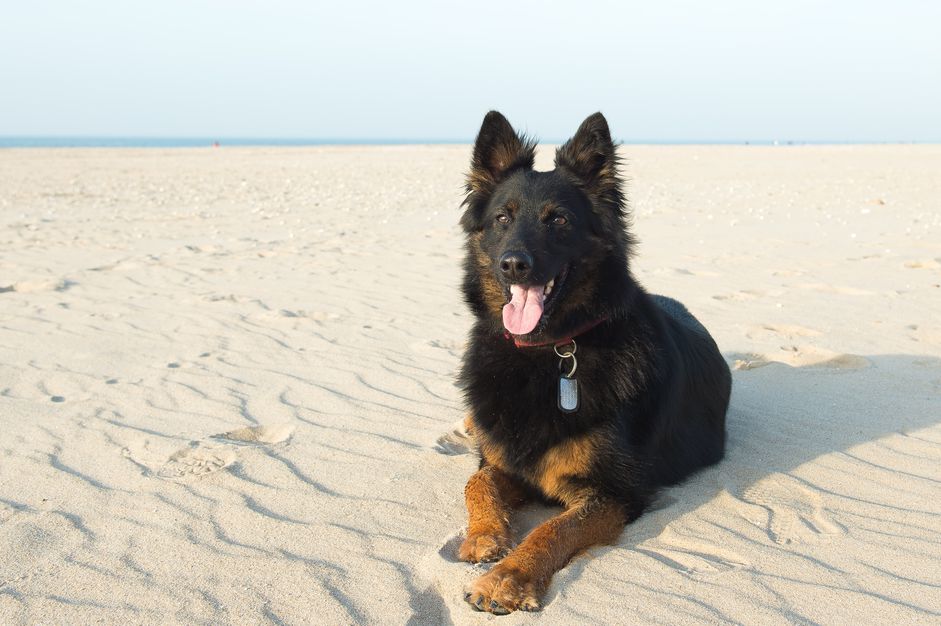 An adult Czech sheepdog on a sandy beach