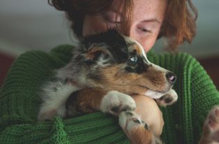 owner snuggling australian shepherd puppy