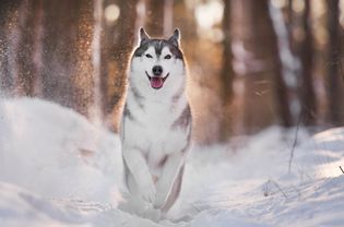 一只西伯利亚哈士奇在雪道上奔跑。