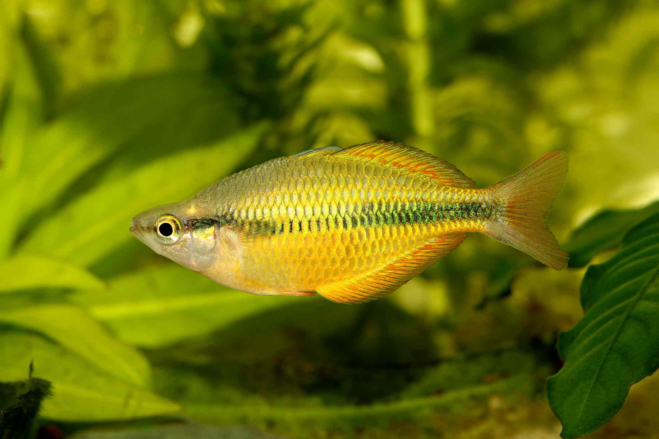 湖Tebera Rainbowfish