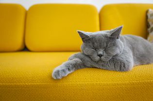 A blue British Shorthair cat snoozing on a bright yellow couch.