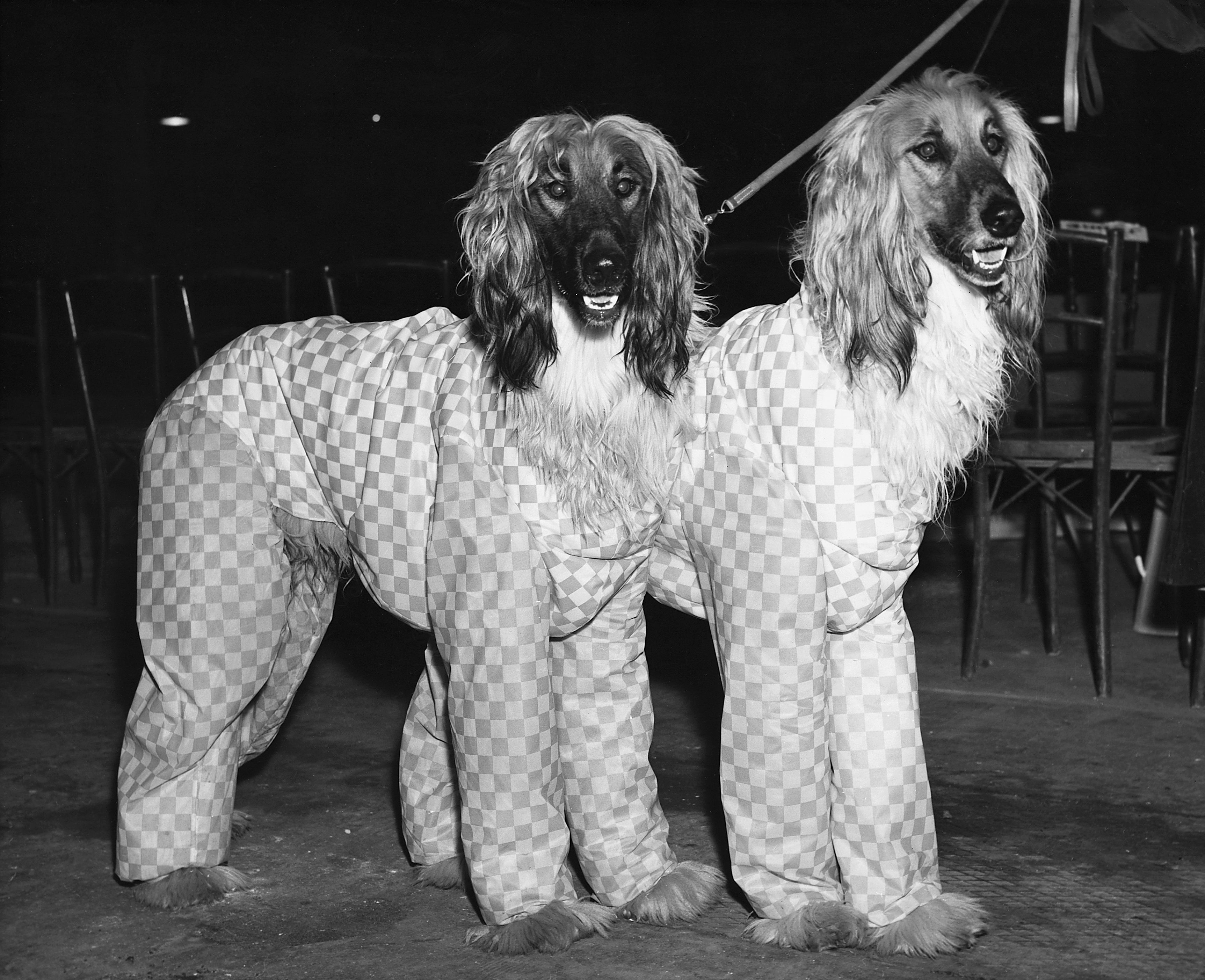 阿富汗猎犬1957克鲁夫特狗展