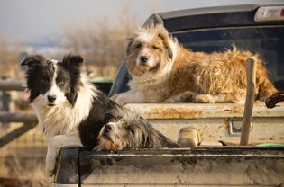 Border Collies working on ranch