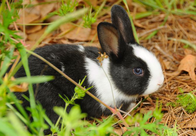 Baby Dutch rabbit outside