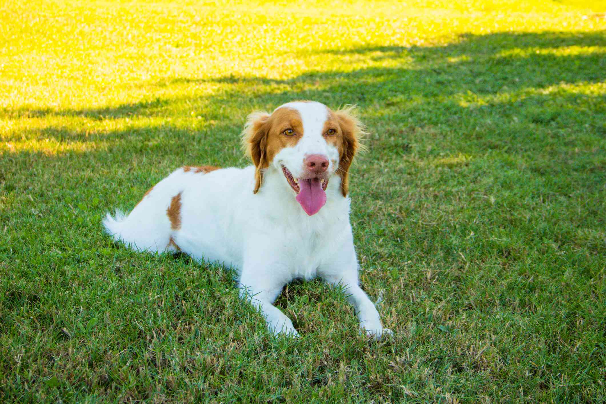 布列塔尼猎犬躺在草地上