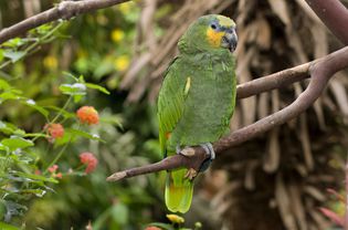 Orange-winged Amazon parrot