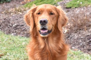 Golden retriever with red-tinted coat sitting outside closeup