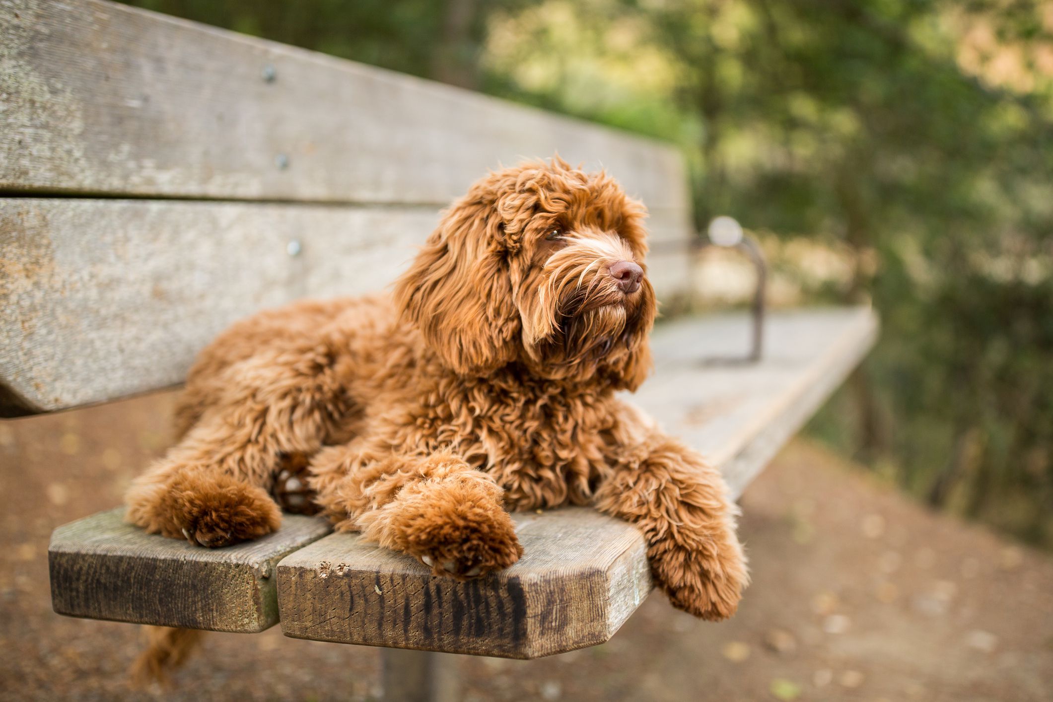 Labradoodle lying on a park bench.