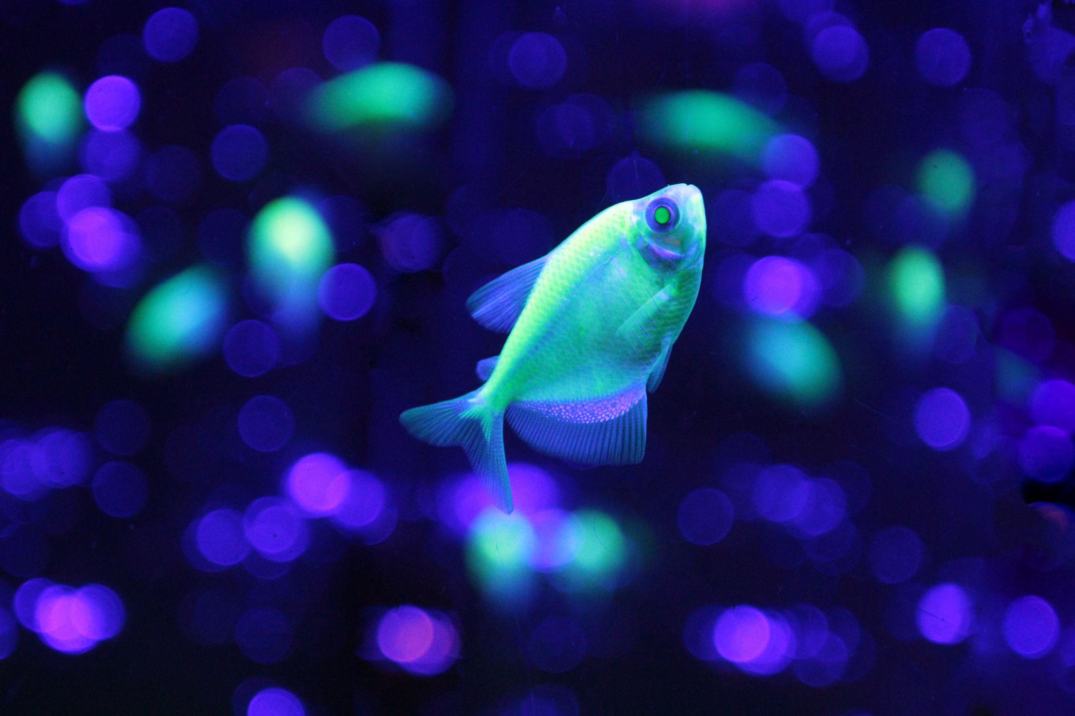 Green tetra Glofish in aquarium