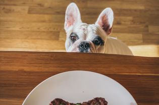 dog staring at treat with peas