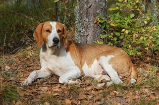 English foxhound lying outdoors on fallen leaves