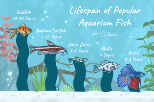 Illustration of the lifespan of popular aquarium fish