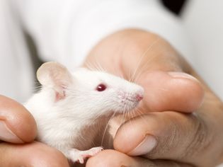 White mouse in hand