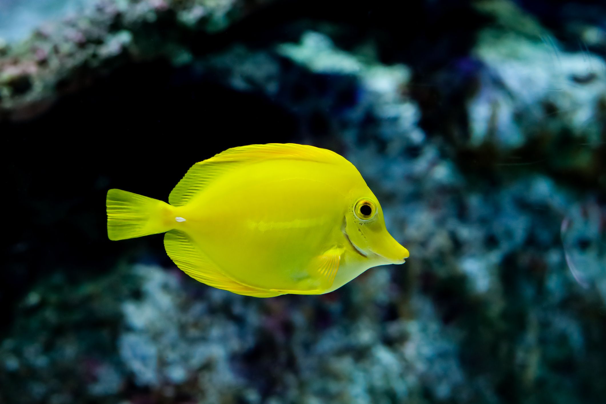 Yellow tang tankmate for clownfish