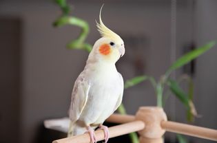 White and gray cockatiel bird sitting on wood perch with orange cheeks