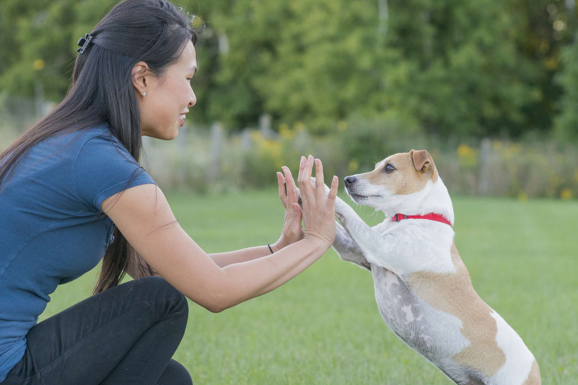 女人和狗击掌庆祝