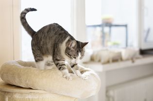 Tabby cat kneading a white cat bed.