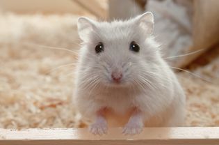 Hamster with front feet on ledge