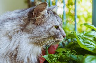 银色虎斑猫闻着一株芬芳的罗勒植物