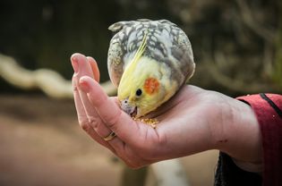 手握鹦鹉的特写镜头