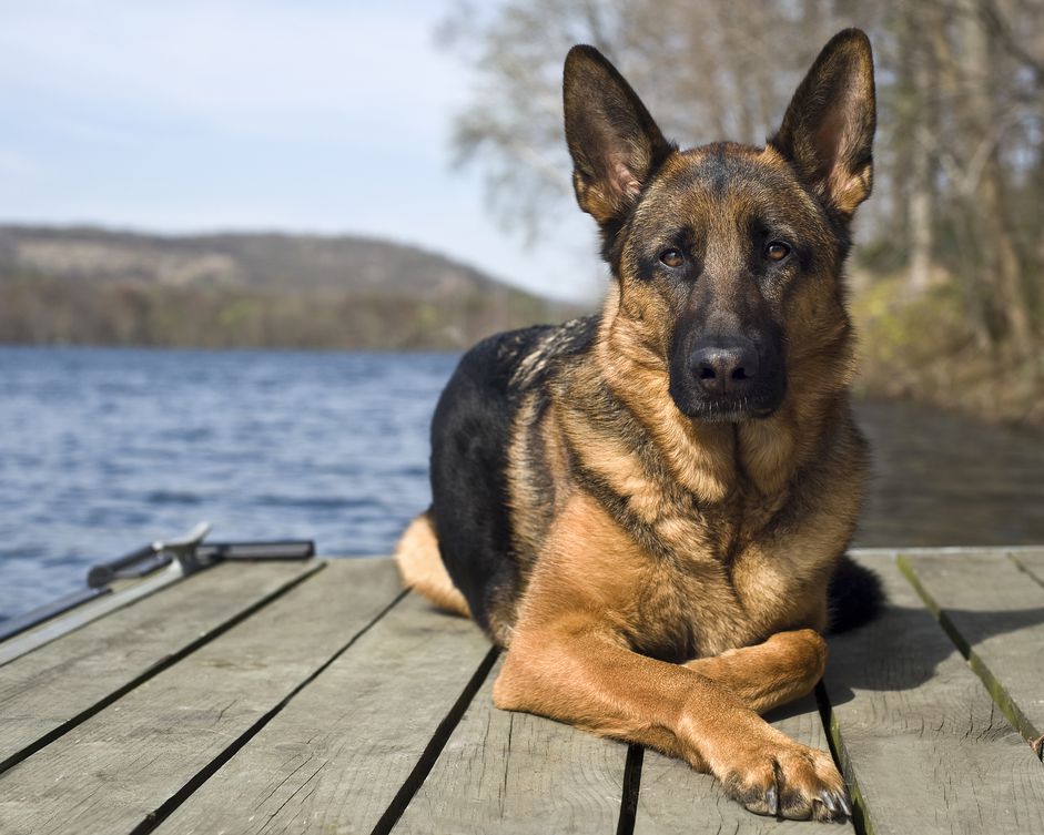 一只德国牧羊犬躺在水面前的码头上