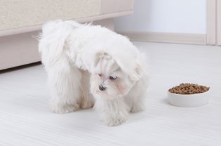 Maltese refusing to eat bowl of dry dog food.