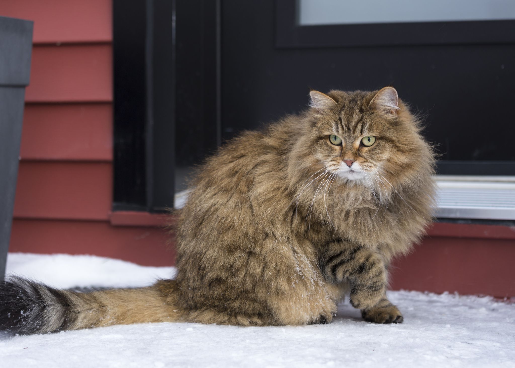 Siberian cat