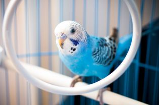 Blue budgie