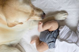 黄色拉布拉多猎犬躺在婴儿旁边