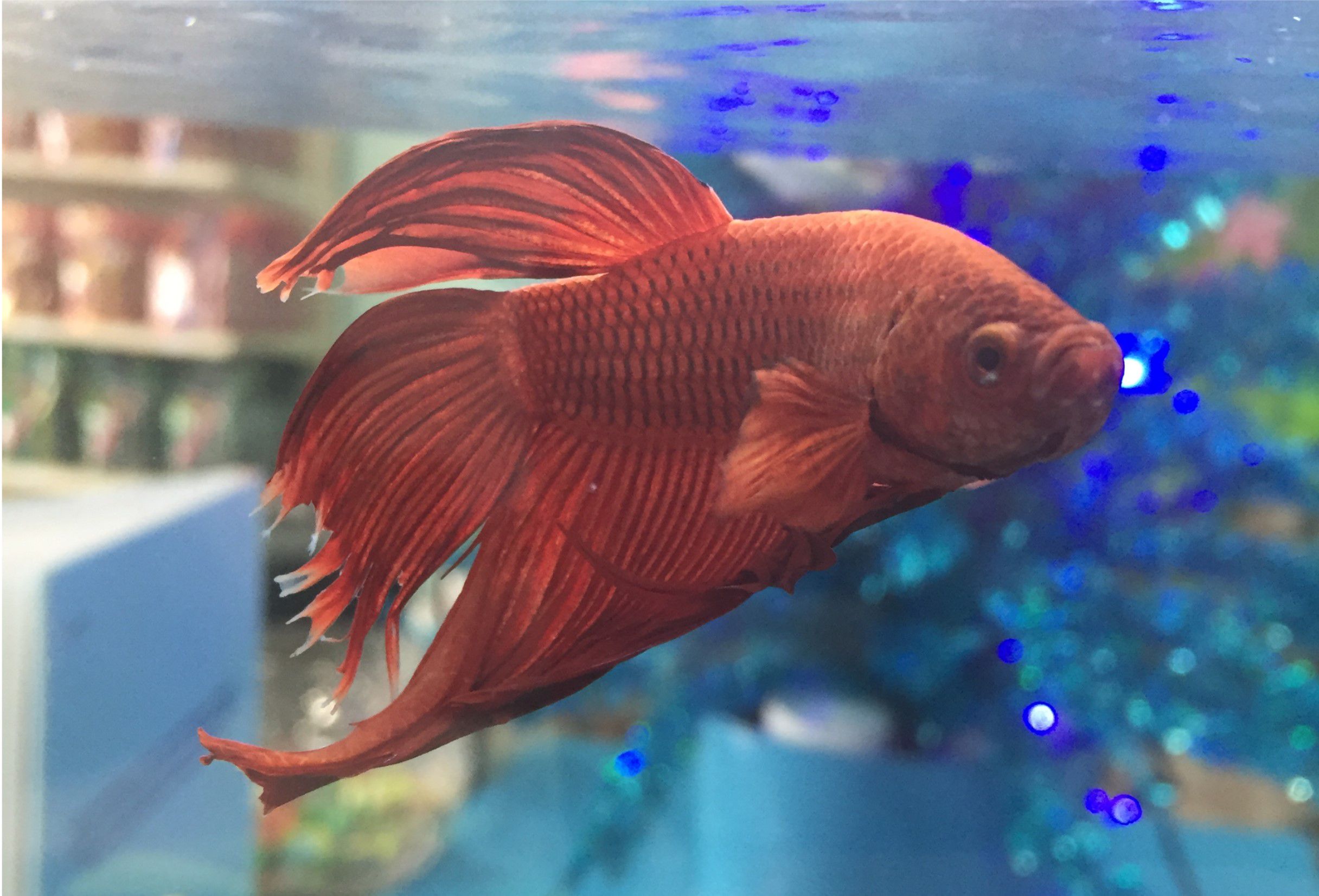 Betta