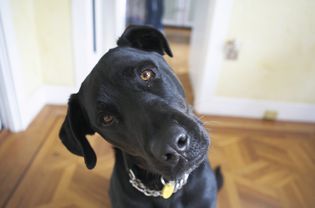 Black Lab dog with head tilt