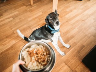 Person holding out a bowl with dog food to a black and white dog