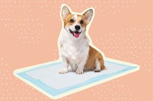 The 10 Best Puppy Pads of 2022