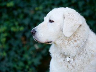 白警犬狗概要