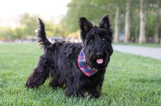 Black-coated Scottish terrier dog standing on grass with plaid scarf