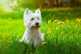 A terrier with long, white hair and pointy ears sitting in grass.