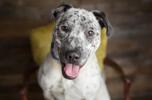 White Dog with Black Spots and Ears