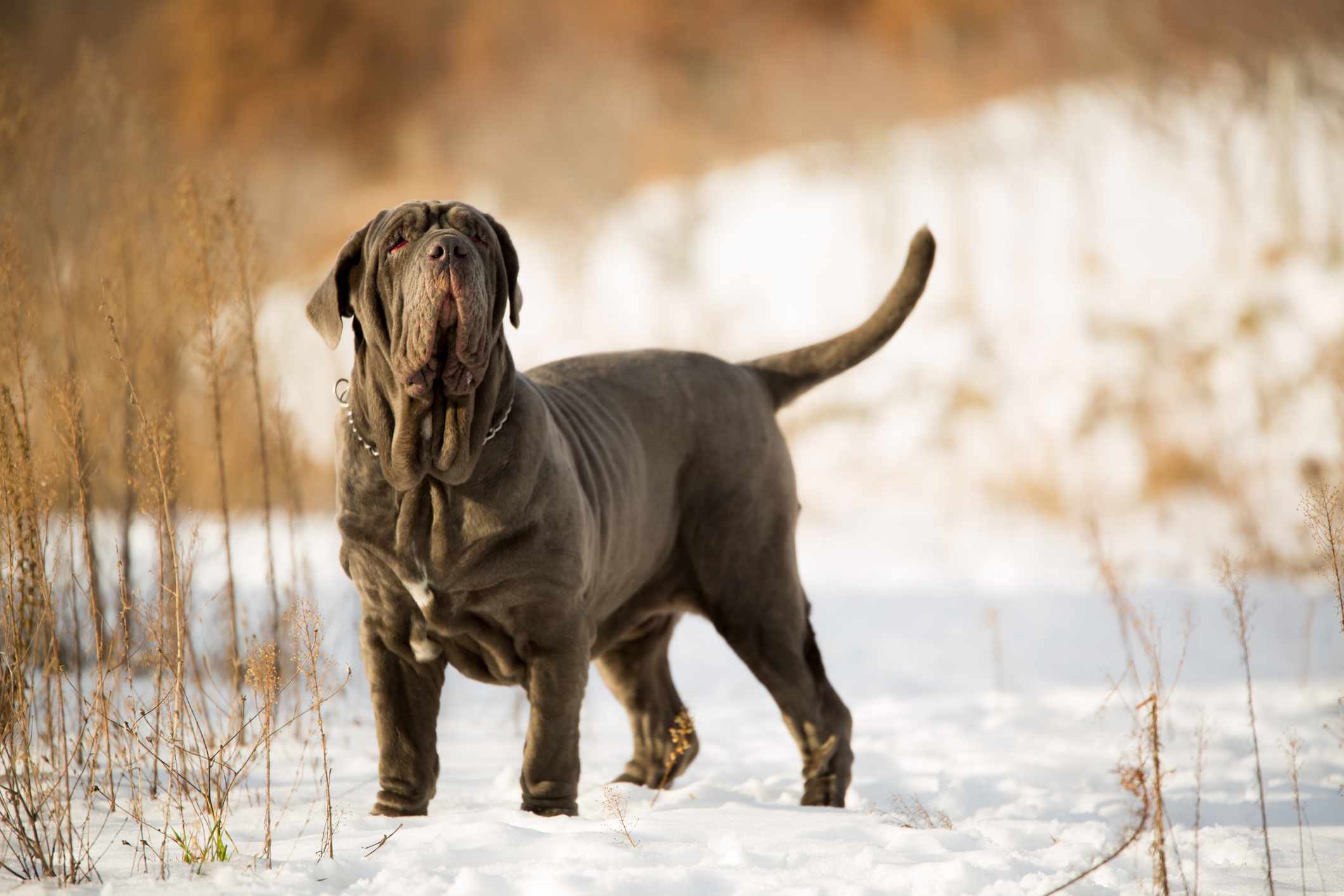 那不勒斯獒犬站在雪地里