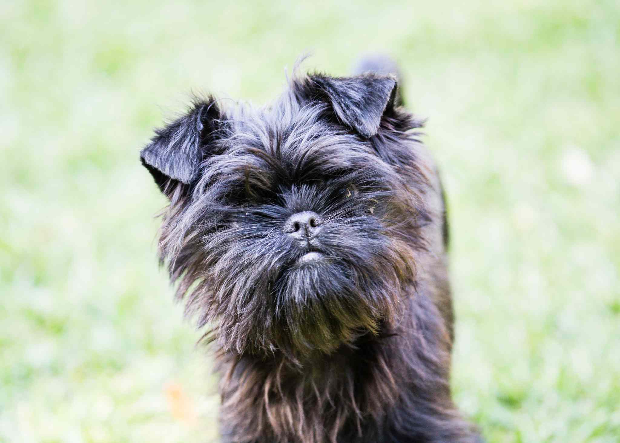 一只黑色的小梗犬正盯着摄像机。